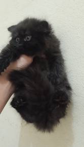 Kucing parsi