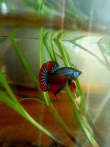 Imbellis hybrid