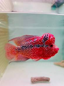 Two tone super red magma Flowerhorn