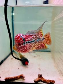 Two tone kamfamalao