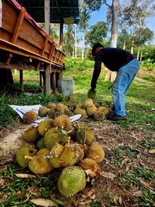 Agricultural-Land-for-sale-Karak-Pahang