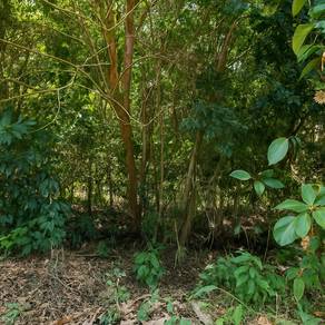 Agricultural-Land-for-sale-Alor-Gajah-Melaka-2