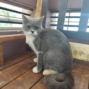 BSH Bicolor Male