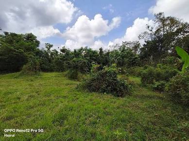 Tanah Untuk Disewa Di Kuala Berang