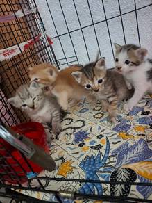 Kitten for Adopt