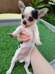 Chihuahua puppy