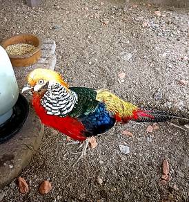 Burung kuang pheasant