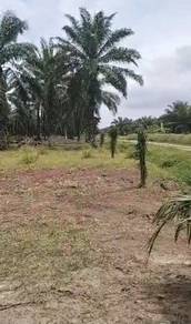 Agricultural land Api Api Kuala Selangor