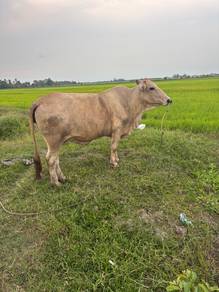 lembu betina