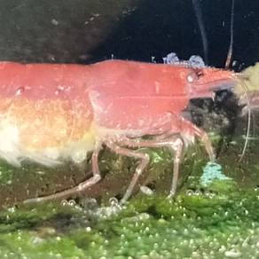 Red Cherry Shrimp