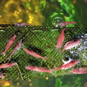 Red Cherry Shrimp