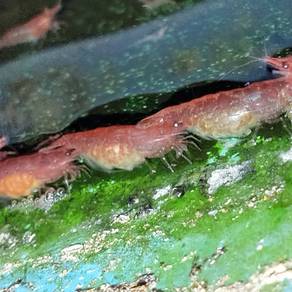 Red Cherry Shrimp