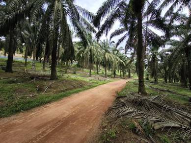 Kluang Niyor 12 Acre Agricultural Oil Palm Hilly Land 90k per Acre