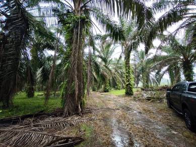 Kluang Kampung Tengah 6.2 Acre Oil Palm Land First Layer Tar Road