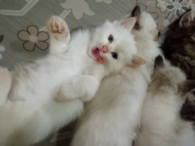 Baka siam mixed parsian