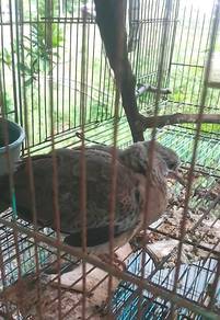 Burung tekukur anak