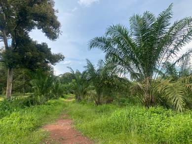 Sawit 2 ekar tebing tinggi segamat johor