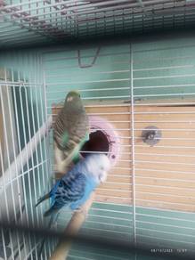 budgie matang 
