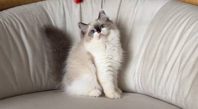 Ragdoll Kitten 🇲🇾