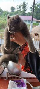 American curl + BSH