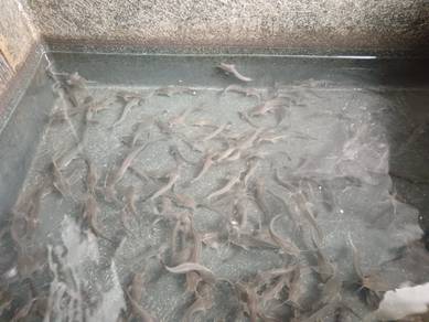 Benih ikan Keli