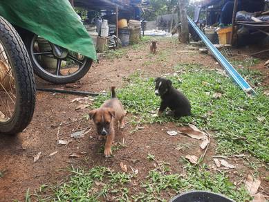 Dog Puppy for adoption