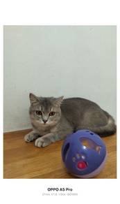 Kucing BSH