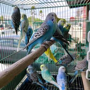 burung budgie 