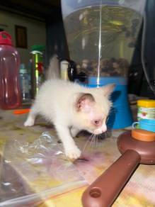 Kucing untuk dijual