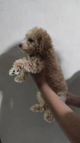 short leg toy poodle 