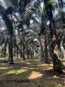 Kota Tinggi Mawai 8 Acre Agricultural Oil Palm Land Rm4.47 psf