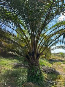 Kluang 17 Acre Oil Palm Land Zoning Industry near Toll Rm169k per Acre