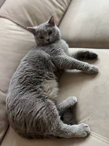 British shorthair