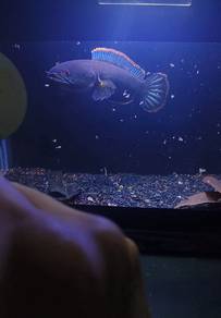 Channa limbata 