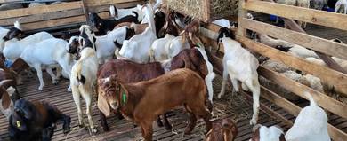 Kambing