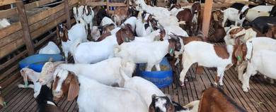 Kambing