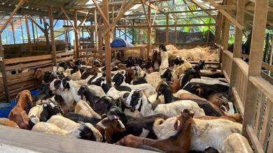 Kambing