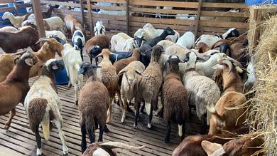 Kambing