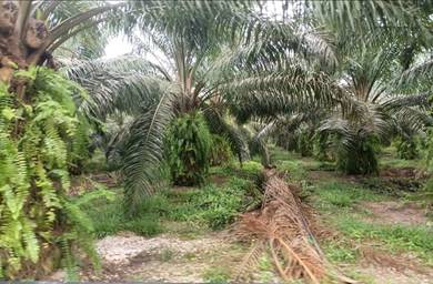 Kelantan Jeli Mukim Tepi Sungai 556 Acres Palm Oil Land for SALE‼️