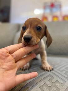 Dachshund