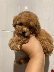 poodle