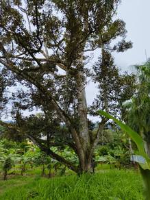 Broga Land for sale Semenyih Agricultural land 2.12 acres