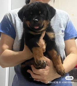 Rottweiler puppy