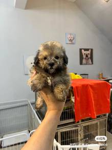 Poodle