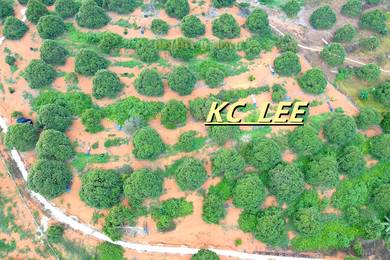 4.27 Acres Musang King & Black Thorn Farm For Sale @ Kuala Kangsar