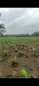 Agriculture land for sale in Morib Tanjung Sepat Morib