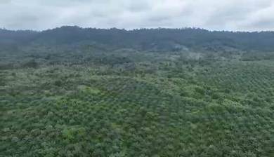 Pahang Muadzam Shah Keratong 2001 Acres Empty & Palm Oil Land for SALE