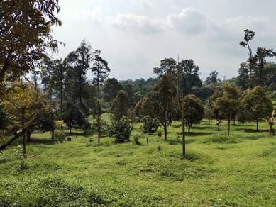 FREEHOLD 3.5 acres Durian Farm @ Ulu Yam