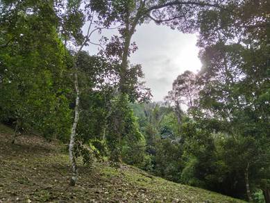 Tanah Dusun Buah2an, 70 pokok Durian, 3.9 acres, Hulu Langat