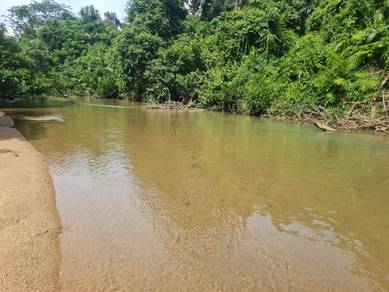 Kebun DURIAN TEPI SUNGAI KG. PANCHOR 1.5 EKAR